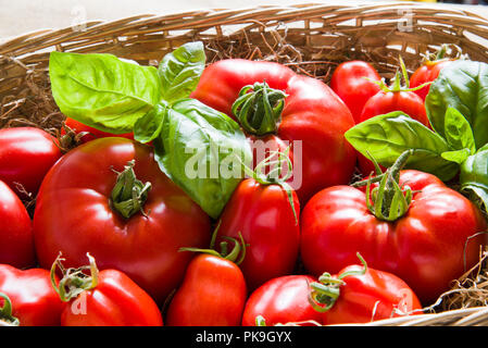 Cestello contenente mature per la cottura dei pomodori e ciuffi di basilico Foto Stock