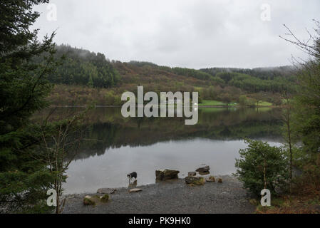 Primavera piovosa giornata a Llyn Crafnant vicino Trefriw in Snowdonia, il Galles del Nord. Un Border Collie sguazzare nell'acqua del lago. Foto Stock