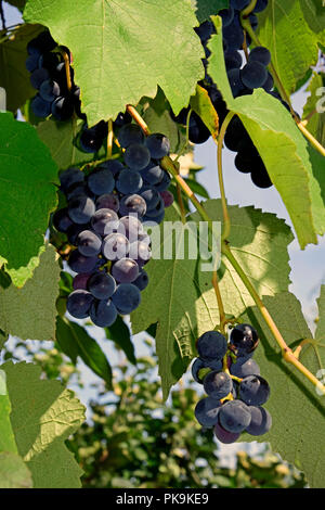 Grappoli di uva di dark-viola, bacche di vitis amurensis varietà, vista da vicino Foto Stock