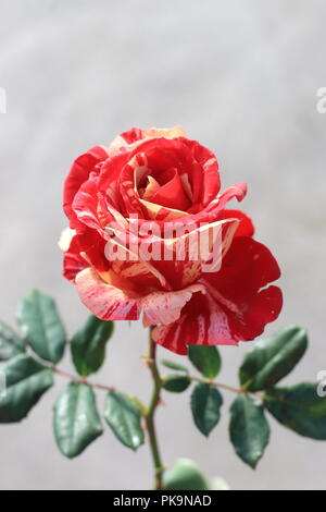 Close up di lampone Tiger Rose in piena fioritura isolato Foto Stock