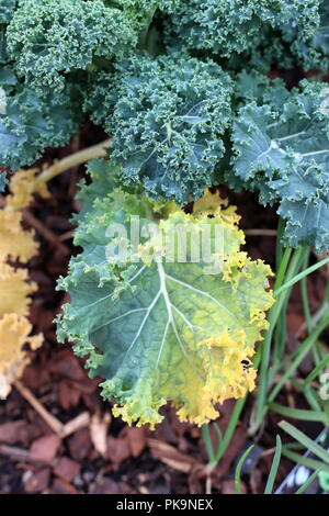 Crescente Brassica oleracea o noto come blu di Nana Scotch Kale su una patch vegetale Foto Stock