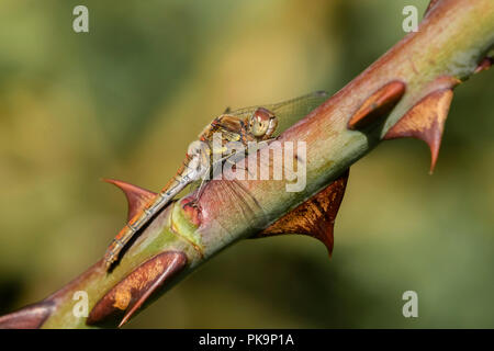 Femmina adulta Brown Hawker Dragonfly (UK) close up Foto Stock