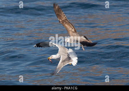 Giallo-zampe (gabbiano Larus michahellis ) raccolta di cibo dalla superficie del mare mentre in volo mentre un altro cerca di rubare il cibo. Foto Stock