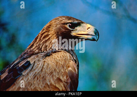 Aquila reale (Aquila chrysaetos). Il sud della Spagna. Europa Foto Stock