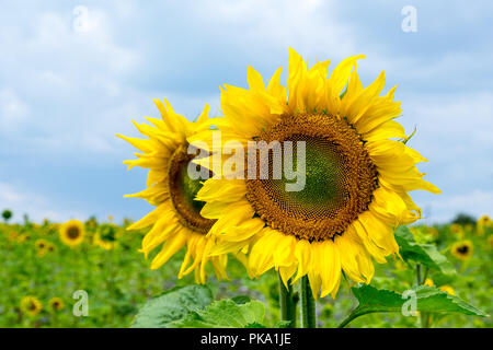 In prossimità di un enorme giallo girasole bellezza Foto Stock