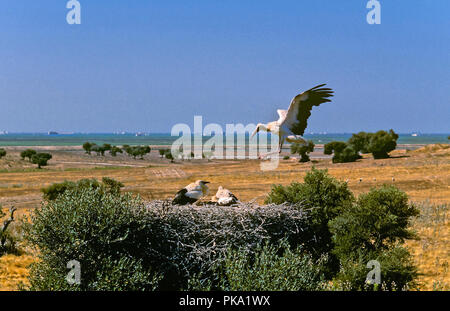 Cicogna bianca (Ciconia ciconia) - Il nido in un olivo selvatico. Entorno de Doñana parco naturale. Regione dell'Andalusia. Spagna. Europa Foto Stock