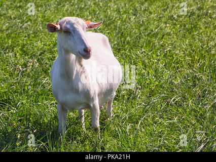 Capra bianca di pascolare su un verde prato Foto Stock
