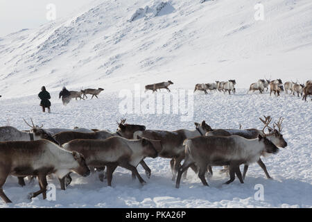 Nenets renne mans catture le renne su una soleggiata giornata invernale Foto Stock