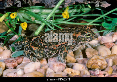 Natterjack toad (Epidalea o calamita Bufo calamita). Il sud della Spagna. Europa Foto Stock