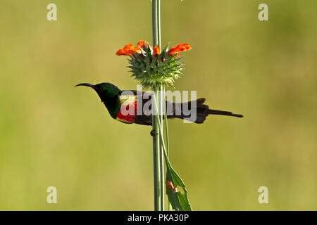 Il appropriatamente chiamato maschio bella Sunbird in uno splendido e pieno di colori di allevamento. Uno dei molti abbagliare i membri della famiglia. Essi sono rumorosi e spesso di chase Foto Stock