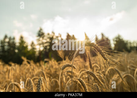 Primo piano della golden orecchio di grano in piedi fuori della maturazione campo di grano retroilluminati da la luce calda del sole estivo. Foto Stock