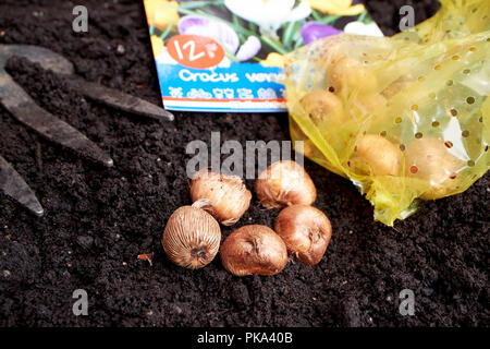 planting spring flowering crocus bulbs in autumn in a garden in the uk Foto Stock