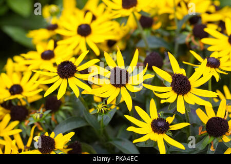 Rudbeckia fulgida 'piccola stella d'Oro' Fiori. Foto Stock