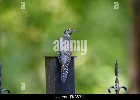 Giovani bird. Cuculo comune (Cuculus canorus). La Russia e la regione di Mosca Foto Stock