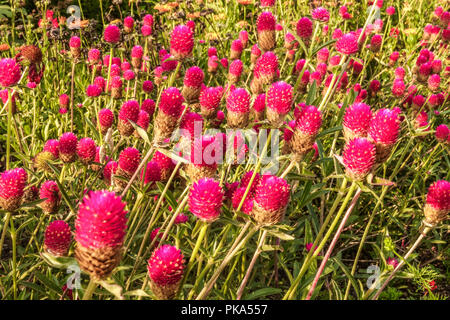 Gomphrena haageana, ' Carmine ' Foto Stock