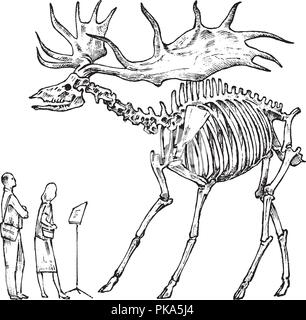 Vintage Museo Archeologico. I visitatori sono guardando la mostra. Storico antico scheletro di un animale estinto Irish elk o cervo gigante. Incisi disegnati a mano il vecchio disegno monocromatico per il sito web. Illustrazione Vettoriale