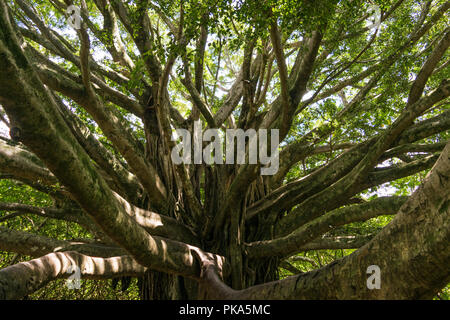 Una massiccia e antica Banyan Tree domina un tratto del sentiero Pipiwai all'interno di Haleakala Parco nazionale sull'isola tropicale di Maui, Hawaii Foto Stock