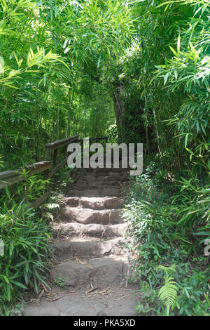 L'iconico pathways del sentiero Pipiwai come hanno tagliato attraverso la densa verdi foreste di bambù di Haleakala Parco nazionale sull'isola di Maui, Hawaii Foto Stock