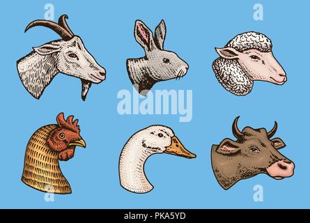 Gli animali della fattoria. Testa di un suino domestico di capra coniglio MUCCA PECORA. Loghi o emblemi per cartello. Set di icone per il menu. incisi disegnati a mano nel vecchio sketch in stile vintage. Illustrazione Vettoriale