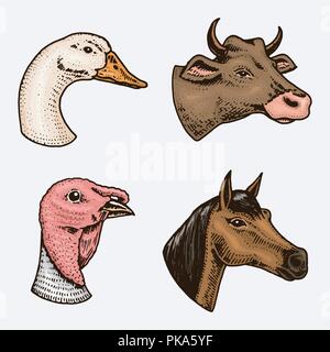Gli animali della fattoria e uccelli. La testa di un nazionale Turchia gander vacca. Loghi o emblemi per cartello. Set di icone per il menu. incisi disegnati a mano nel vecchio sketch in stile vintage. Illustrazione Vettoriale