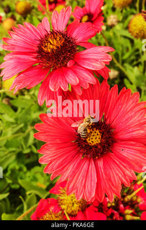 Fiore di caucciù, Gaillardia pulchella "Blood Red' Foto Stock