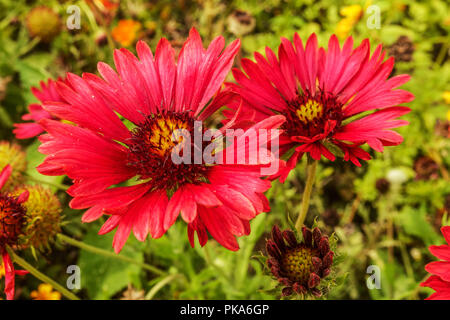 Fiore di caucciù, Gaillardia pulchella "Blood Red' Foto Stock