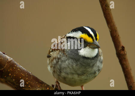 Bianco-throated Sparrow Foto Stock