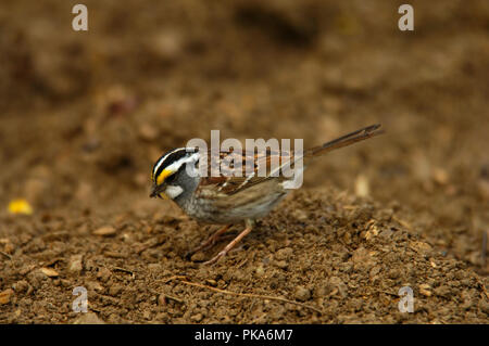 Bianco-throated Sparrow Foto Stock