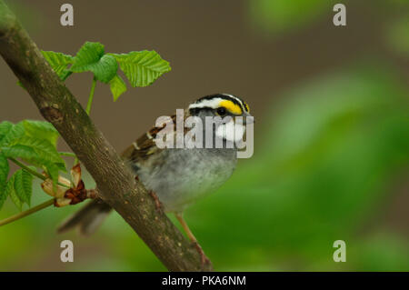 Bianco-throated Sparrow :: Zonotrichia albicollis Foto Stock