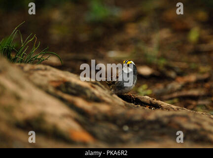 Bianco-throated Sparrow :: Zonotrichia albicollis Foto Stock