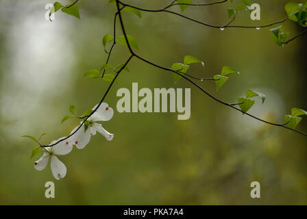 Fioritura Sanguinello :: Cornus florida Foto Stock