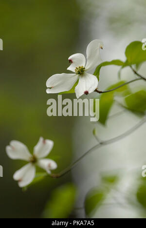 Fioritura Sanguinello :: Cornus florida Foto Stock