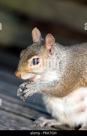 Close up di scoiattolo grigio Sciurus carolinensis su una panchina nel parco di mangiare i dadi, Londra Inghilterra Gran Bretagna REGNO UNITO Foto Stock