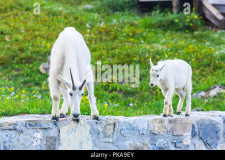 Due delle capre di montagna madre e bambino in erba verde campo, il Glacier National Park Montana Foto Stock