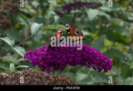 Due farfalle di pavone rivolta vicenda Foto Stock