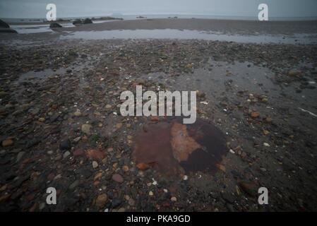 Meduse rosse lavate su una spiaggia di sabbia nel REGNO UNITO Foto Stock