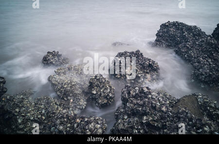 Le rocce coperte da cirripedi Foto Stock