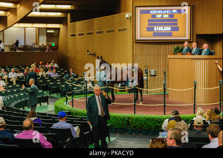 2018 Keeneland Yearling Vendite in Lexington Kentucky Foto Stock