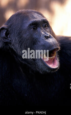 Non-1113631 scimpanzè Pan troglodytes Gombe. Stream Parco Nazionale della Tanzania Africa orientale Foto Stock