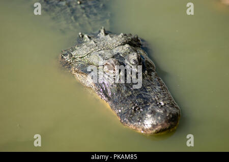 Un adulto superfici di alligatore abbastanza a lungo per prendere un po' di sole e un paio di respiri in Florida USA Foto Stock