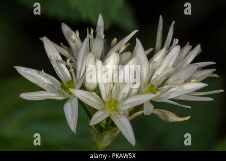 Aglio selvatico(Allium ursinum)fioritura, North Norfolk, Regno Unito. Foto Stock