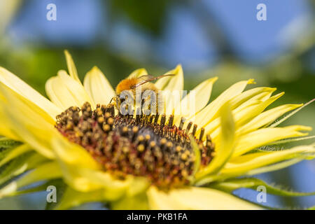 Ape su girasole. bee coperti con il polline alimentando il girasole, ripresa macro Foto Stock