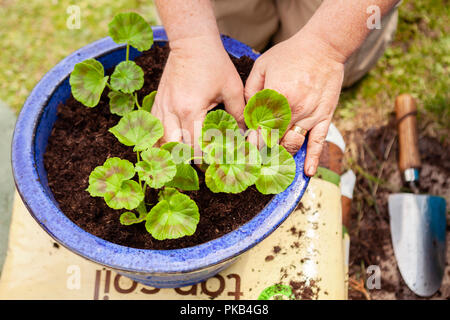 Uomo vecchio mani di piantare un geranio per estate piantando, Regno Unito Foto Stock