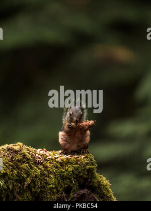 Lo scoiattolo mangiare sul ramo Foto Stock