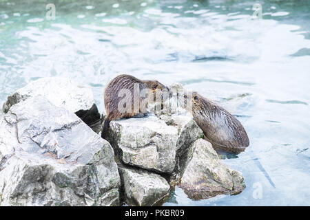 Nutrias coypus baciare su una roccia al centro di un lago Foto Stock