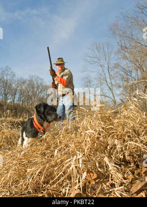 Un cacciatore di uccelli orologi il suo francese Britney lavorare un torrente in basso per bobwhite quaglie in Loudoun County Virginia. Foto Stock