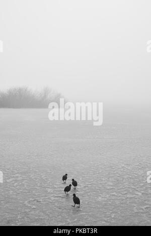 Eurasian folaghe camminando sul lago ghiacciato nella foschia mattutina Foto Stock