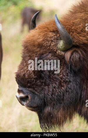 Un wisent il bisonte europeo sorge nel parco naturale del Maashorst, Paesi Bassi Foto Stock