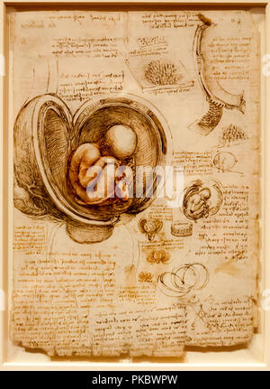 Leonardo da Vinci è umano nascituro e grembo di disegno anatomico presso la Queen's Gallery di Londra, England, Regno Unito Foto Stock