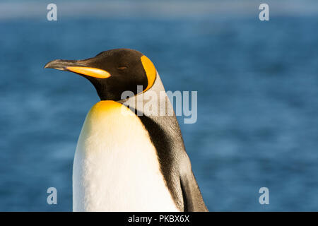 Ritratto di un pinguino reale (Aptenodytes patagonicus) nel tardo luce diurna con acqua in background; Ushuaia, Tierra del Fuego, Argentina Foto Stock